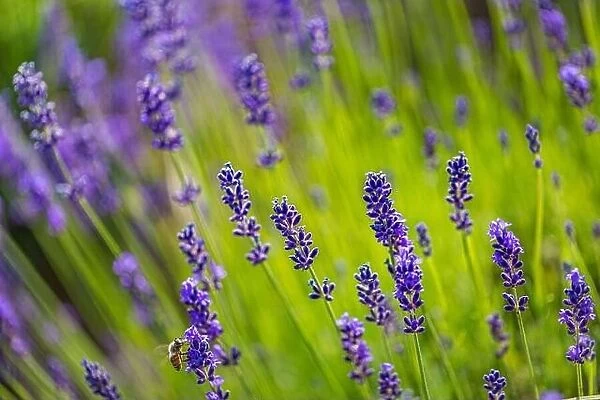 Lavender flowers artistic nature macro. Summer field growing and blooming lavender closeup. Amazing stunning floral background, relax and peaceful