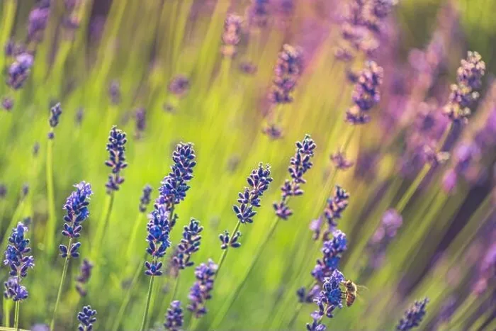 Framed Print : Lavender flowers artistic nature macro. Summer field growing and blooming lavender closeup. Amazing stunning floral background, relax and peaceful