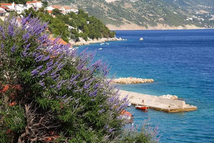Framed Print : Lavender flowers in Makarska riviera region of Croatia. Adriatic Sea