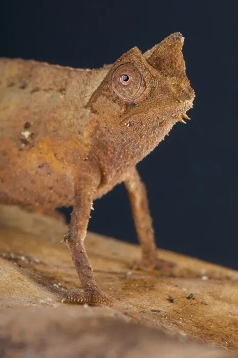Framed Print : Leaf Chameleon  /  Brookesia superciliaris