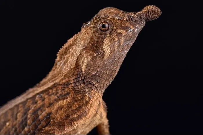 Framed Print : Leaf-nosed lizard (Ceratophora tennentii) Framed Print : Leaf-nosed lizard (Ceratophora tennentii)