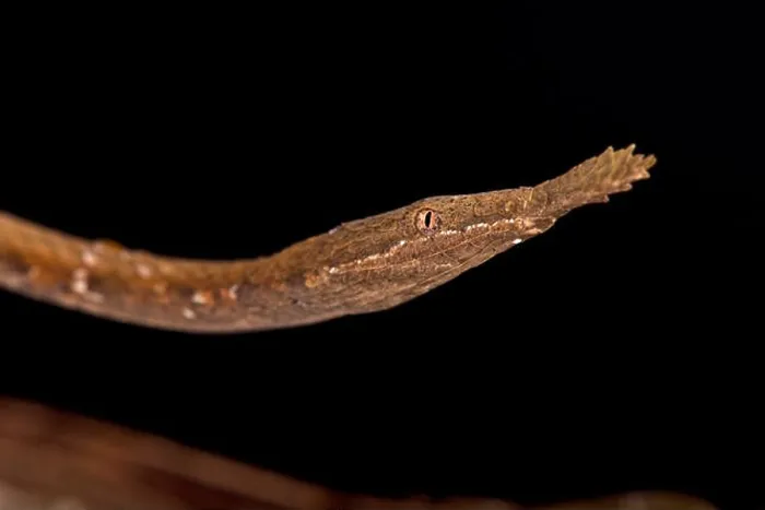 Framed Print : Leaf-nosed snake (Langaha madagascariensis) female Framed Print : Leaf-nosed snake (Langaha madagascariensis) female