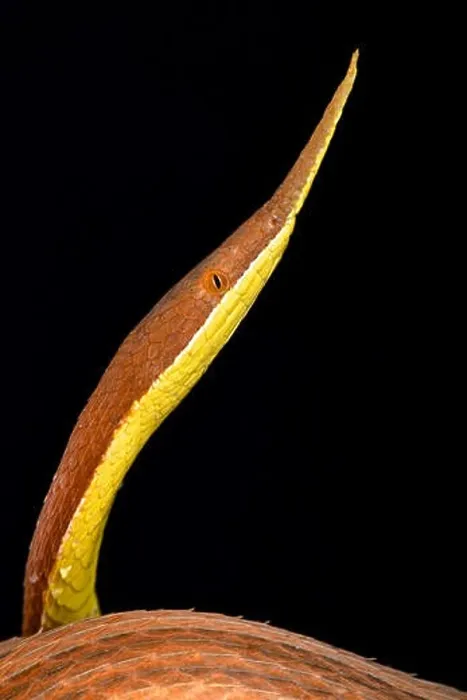 Framed Print : Leaf-nosed snake (Langaha madagascariensis) male Framed Print : Leaf-nosed snake (Langaha madagascariensis) male