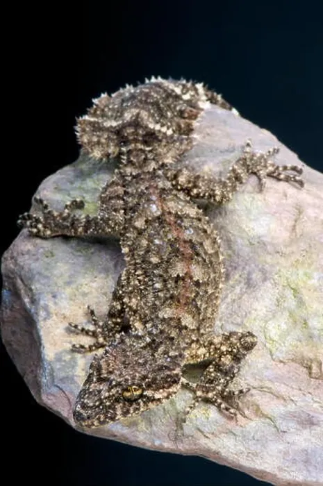 Framed Print : Leaf tail gecko / Saltuarius wyberba Framed Print : Leaf tail gecko / Saltuarius wyberba