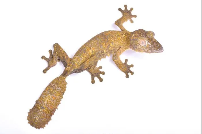 Framed Print : Leaf-tailed gecko, Uroplatus henkeli Framed Print : Leaf-tailed gecko, Uroplatus henkeli