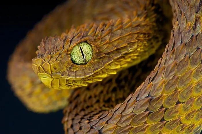 Framed Print : Leaf viper / Atheris subocularis Framed Print : Leaf viper / Atheris subocularis