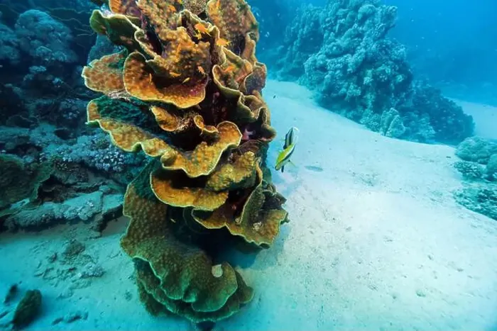 Framed Print : Leafy cup coral near Abu Dabab reef, underwater photograph, Red Sea, Egypt Framed Print : Leafy cup coral near Abu Dabab reef, underwater photograph, Red Sea, Egypt