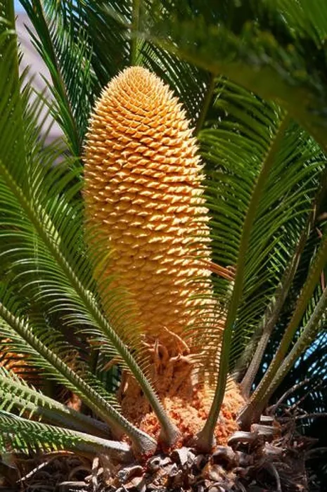 Framed Print : Leaves and Male Cone of Cycas Revoluta Plant Framed Print : Leaves and Male Cone of Cycas Revoluta Plant