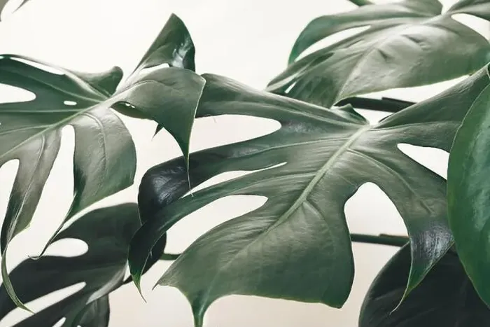 Framed Print : Leaves of Monstera deliciosa or Swiss cheese plant close-up as tropical leaves background Framed Print : Leaves of Monstera deliciosa or Swiss cheese plant close-up as tropical leaves background