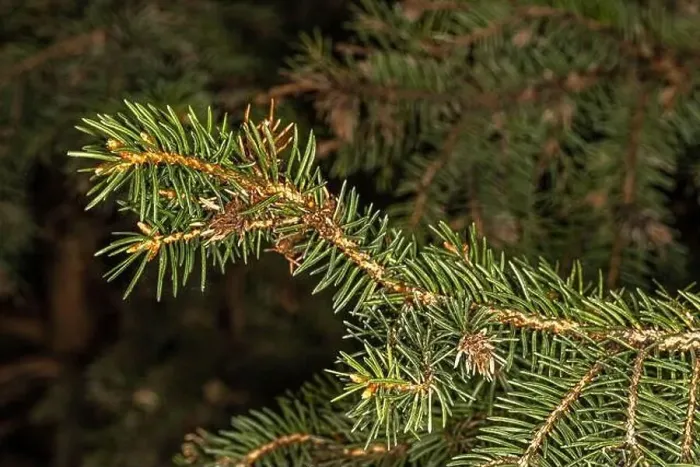 Framed Print : Leaves of Norway Spruce Kellermann's Blue Cameo (Picea abies) Framed Print : Leaves of Norway Spruce Kellermann's Blue Cameo (Picea abies)
