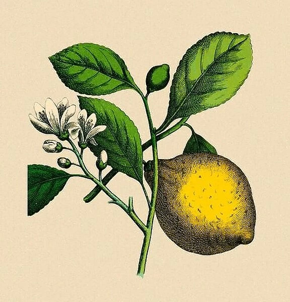 Lemon tree, historical illustration, Moritz Willkomm, Natural History of the Plant World, 4th Edition, Esslingen and Munich