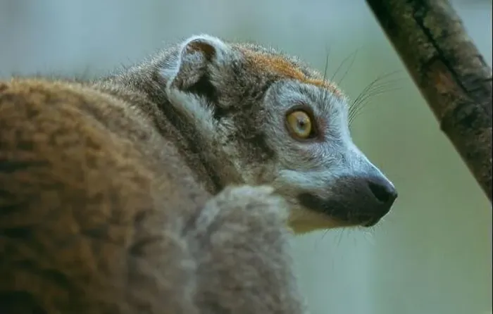 Framed Print : Lemur Side On Framed Print : Lemur Side On