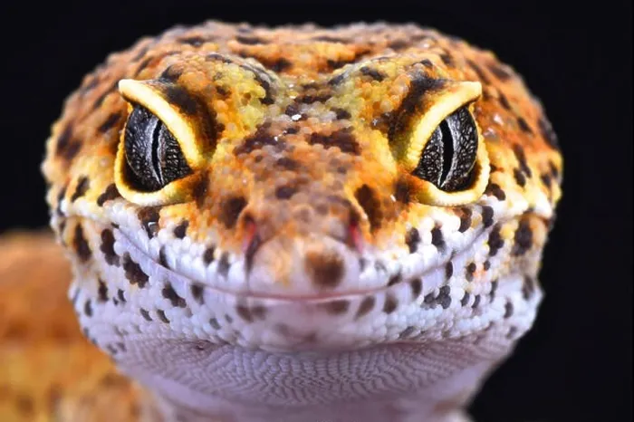 Framed Print : Leopard gecko (Eublepharis macularius) Framed Print : Leopard gecko (Eublepharis macularius)