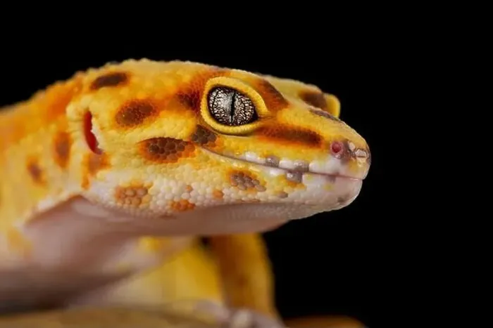 Framed Print : Leopard gecko (Eublepharis macularius) Framed Print : Leopard gecko (Eublepharis macularius)