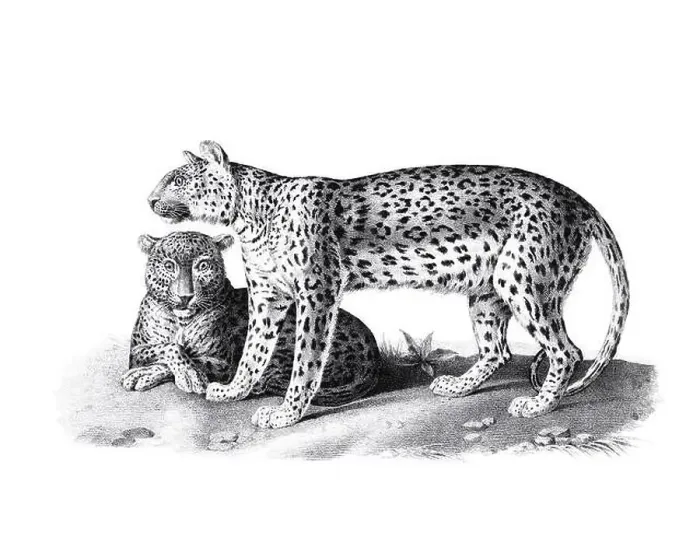Framed Print : Leopard illustration. Pencil sketch of a leopard isolated on a plain white background Framed Print : Leopard illustration. Pencil sketch of a leopard isolated on a plain white background