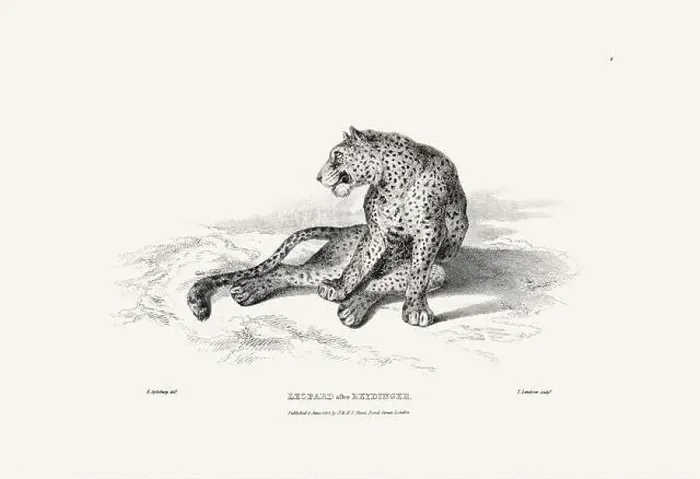 Framed Print : Leopard illustration. Plate from a vintage book of engravings by Sir Edwin Landseer Framed Print : Leopard illustration. Plate from a vintage book of engravings by Sir Edwin Landseer
