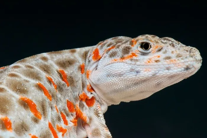 Framed Print : Leopard lizard / Gambelia wislizenii Framed Print : Leopard lizard / Gambelia wislizenii