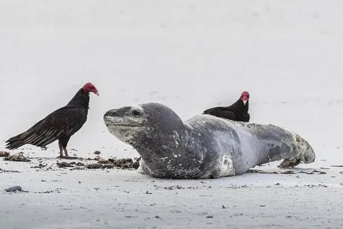 Framed Print : Leopard seal (Hydrurga leptonyx) resting on a beach with turkey vultures (Cathartes aura) Framed Print : Leopard seal (Hydrurga leptonyx) resting on a beach with turkey vultures (Cathartes aura)