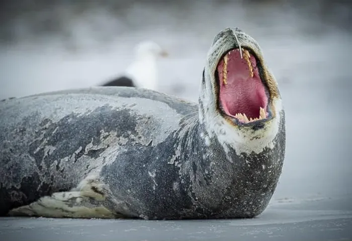 Framed Print : Leopard seal (Hydrurga leptonyx) yawning Framed Print : Leopard seal (Hydrurga leptonyx) yawning
