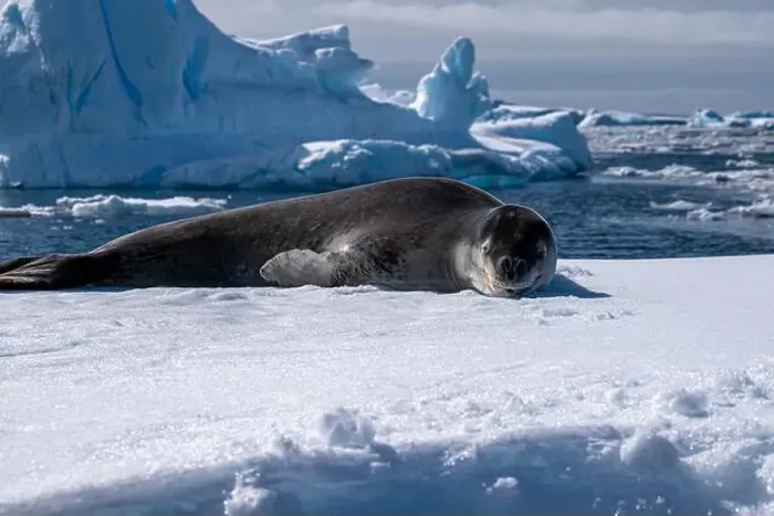 Framed Print : Leopard seal pup in Antarctica Framed Print : Leopard seal pup in Antarctica