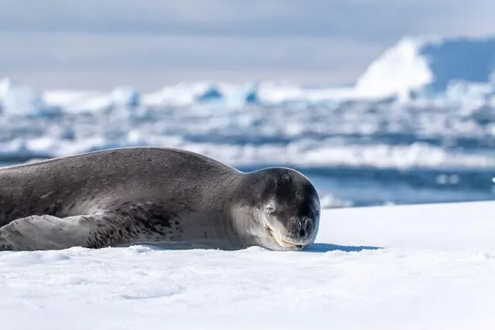 Framed Print : Leopard seal pup in Antarctica Framed Print : Leopard seal pup in Antarctica