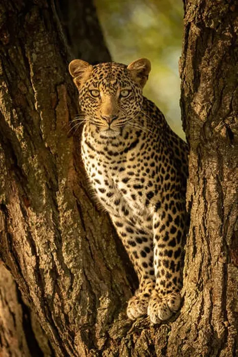 Framed Print : A leopard sits in the forked trunk of a tree. It has a brown, spotted coat and is looking straight at the camera Framed Print : A leopard sits in the forked trunk of a tree. It has a brown, spotted coat and is looking straight at the camera