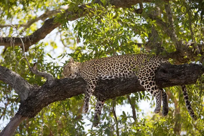 Framed Print : Leopard sleeping peacefully on a branch in a shady Jackalberry tree Framed Print : Leopard sleeping peacefully on a branch in a shady Jackalberry tree