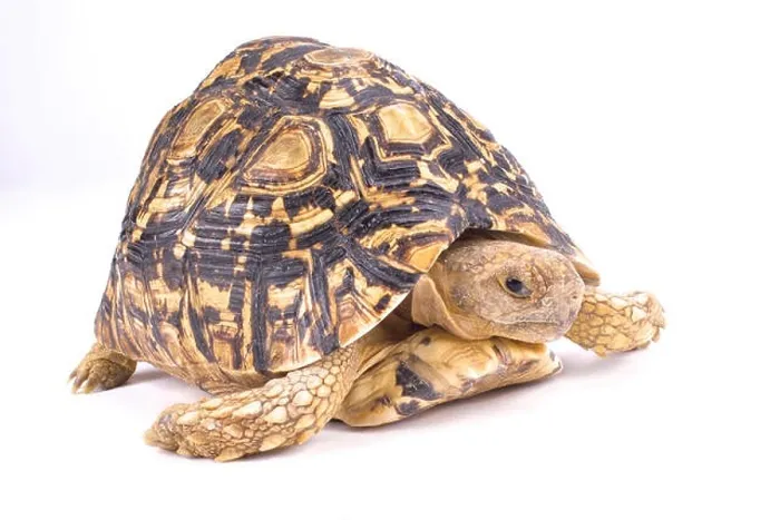 Framed Print : Leopard tortoise, Geochelone pardalis Framed Print : Leopard tortoise, Geochelone pardalis