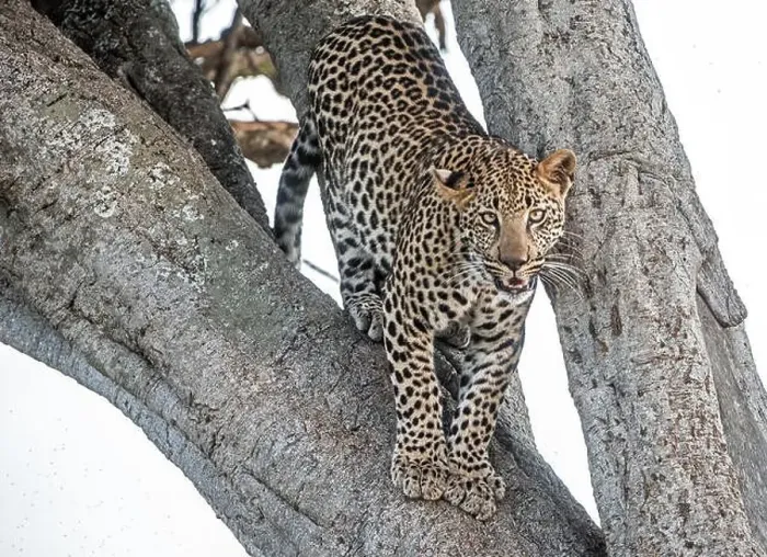 Framed Print : Leopard in tree Framed Print : Leopard in tree