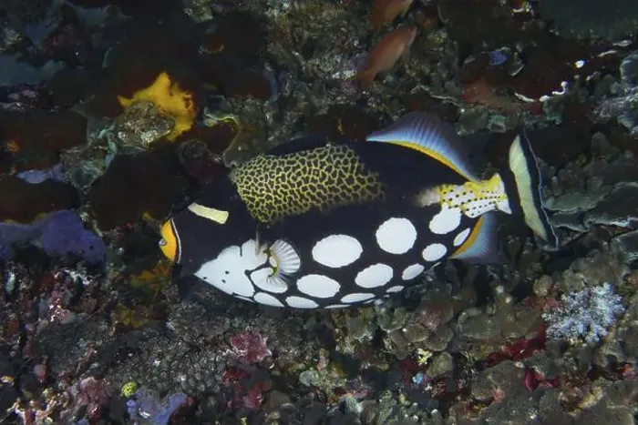 Framed Print : Leopard triggerfish (Balistoides conspicillum) with distinctive spots glides over a colourful reef Framed Print : Leopard triggerfish (Balistoides conspicillum) with distinctive spots glides over a colourful reef