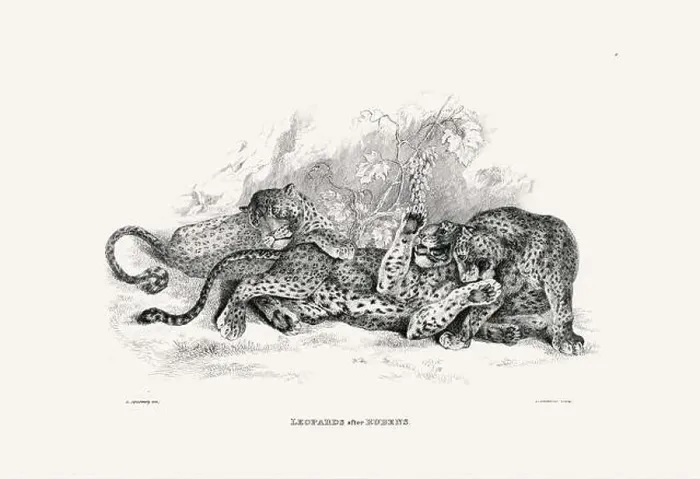 Framed Print : Leopards illustration. Plate from a vintage book of engravings by Sir Edwin Landseer