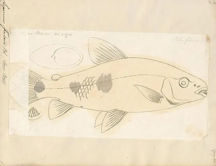 Framed Print : Leporinus frederici, Print, Leporinus is a genus of fish in the family Anostomidae native to South America Framed Print : Leporinus frederici, Print, Leporinus is a genus of fish in the family Anostomidae native to South America