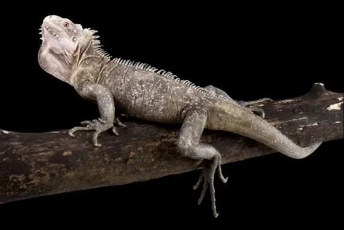 Framed Print : The Lesser Antillean Iguana (Iguana delicatissima) Framed Print : The Lesser Antillean Iguana (Iguana delicatissima)