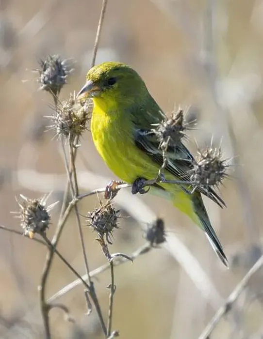 Framed Print : Lesser Goldfinch female or immature male eating seeds from thistle. Palo Alto Baylands, California, USA Framed Print : Lesser Goldfinch female or immature male eating seeds from thistle. Palo Alto Baylands, California, USA