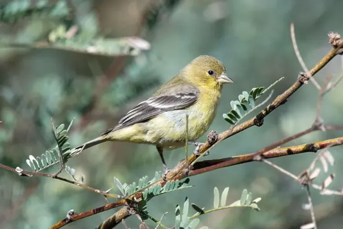 Framed Print : Lesser Goldfinch (Spinus psaltria) Framed Print : Lesser Goldfinch (Spinus psaltria)