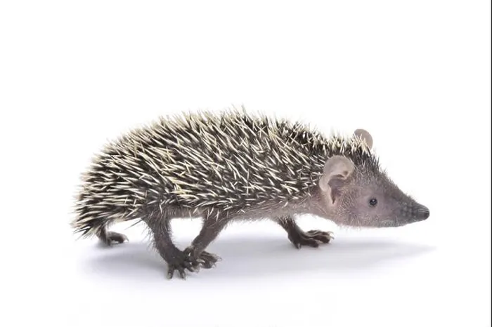 Framed Print : lesser hedgehog tenrec (Echinops telfairi) Framed Print : lesser hedgehog tenrec (Echinops telfairi)