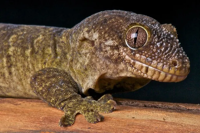 Framed Print : Lesser rough snouted gecko / Rhacodactylus trachyrhymchus trachycephalus Framed Print : Lesser rough snouted gecko / Rhacodactylus trachyrhymchus trachycephalus