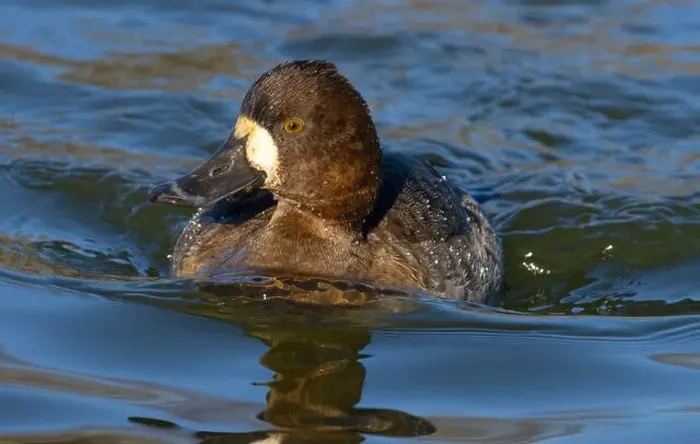 Framed Print : Lesser Scaup (Aythya affinis), George C Reifel Migratory Bird Sanctuary, British Columbia, Canada Framed Print : Lesser Scaup (Aythya affinis), George C Reifel Migratory Bird Sanctuary, British Columbia, Canada