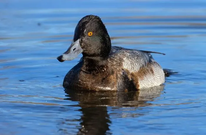 Framed Print : Lesser Scaup (Aythya affinis), George C Reifel Migratory Bird Sanctuary, British Columbia, Canada Framed Print : Lesser Scaup (Aythya affinis), George C Reifel Migratory Bird Sanctuary, British Columbia, Canada