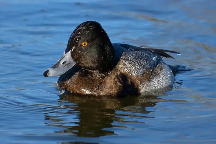 Framed Print : Lesser Scaup (Aythya affinis), George C Reifel Migratory Bird Sanctuary, British Columbia, Canada Framed Print : Lesser Scaup (Aythya affinis), George C Reifel Migratory Bird Sanctuary, British Columbia, Canada