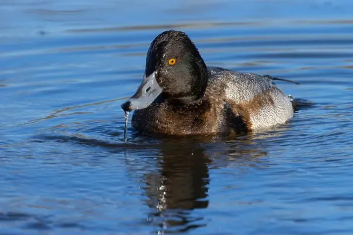 Framed Print : Lesser Scaup (Aythya affinis), George C Reifel Migratory Bird Sanctuary, British Columbia, Canada Framed Print : Lesser Scaup (Aythya affinis), George C Reifel Migratory Bird Sanctuary, British Columbia, Canada