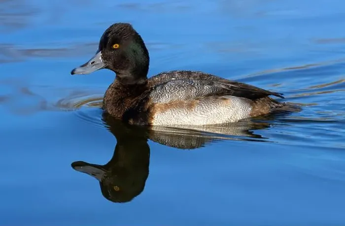 Framed Print : Lesser Scaup (Aythya affinis), George C Reifel Migratory Bird Sanctuary, British Columbia, Canada Framed Print : Lesser Scaup (Aythya affinis), George C Reifel Migratory Bird Sanctuary, British Columbia, Canada