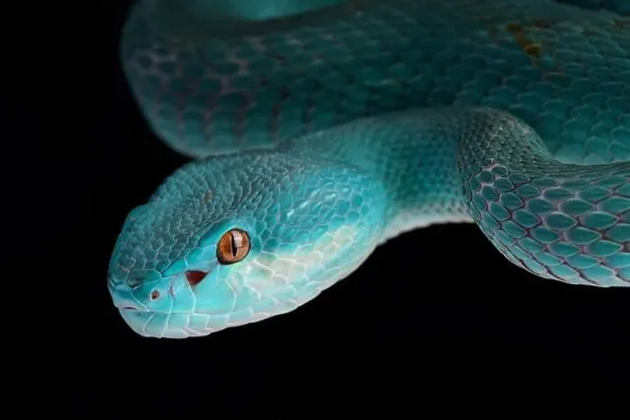 Framed Print : Lesser Sunda pitviper (Trimeresurus insularis) Framed Print : Lesser Sunda pitviper (Trimeresurus insularis)