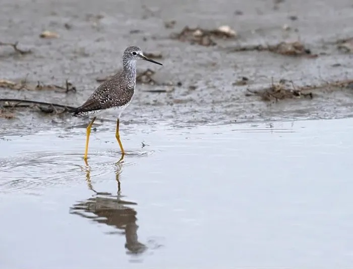Framed Print : Lesser Yellowlegs (Tringa flavipes) feeding on a shallow water, Galveston, TX, USA Framed Print : Lesser Yellowlegs (Tringa flavipes) feeding on a shallow water, Galveston, TX, USA
