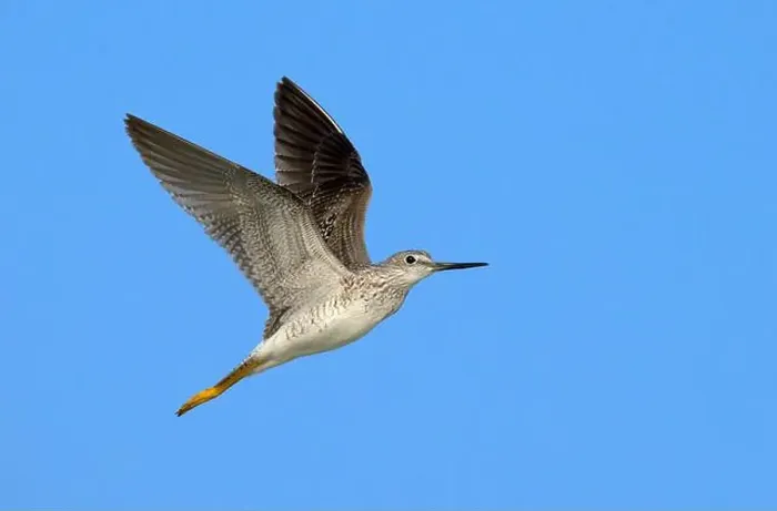 Framed Print : Lesser yellowlegs (Tringa flavipes) flying in blue sky during spring migration, Galveston, Texas, USA