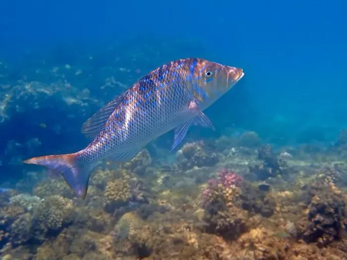 Framed Print : Lethrinus nebulosus, the spangled emperor underwater into the Red sea