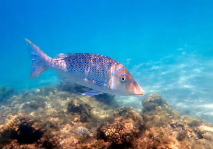 Framed Print : Lethrinus nebulosus, the spangled emperor underwater into the Red sea Framed Print : Lethrinus nebulosus, the spangled emperor underwater into the Red sea