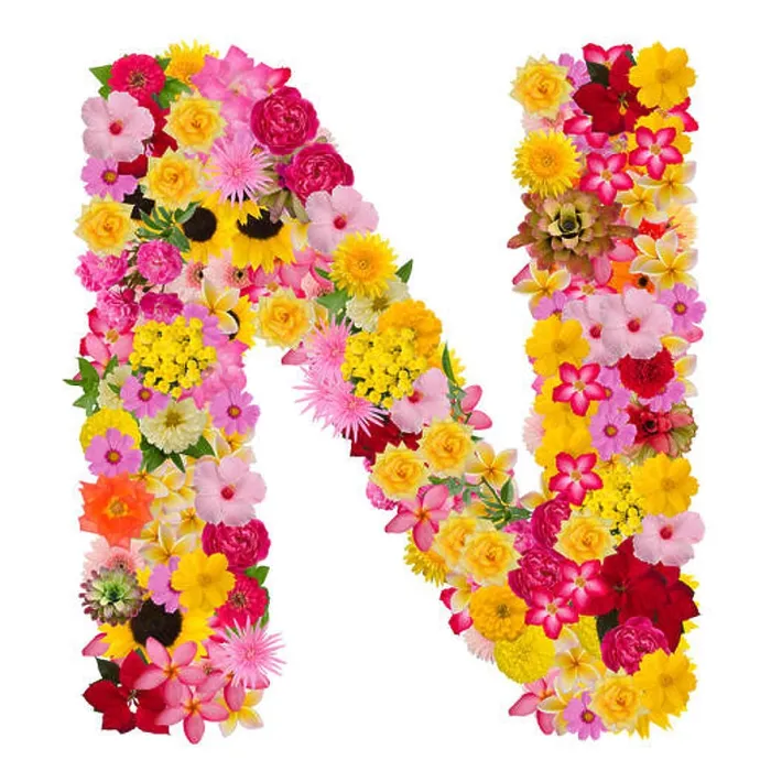 Framed Print : Letter N alphabet with flower ABC concept type as logo isolated on white background. With clipping path Framed Print : Letter N alphabet with flower ABC concept type as logo isolated on white background. With clipping path