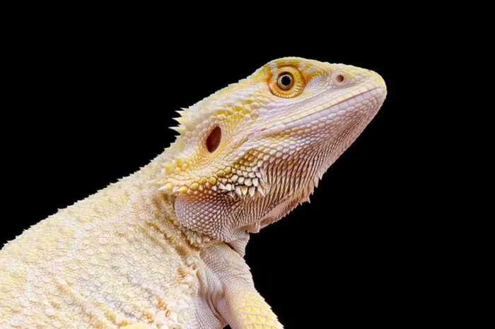 Framed Print : Leucistic bearded dragon / Pogona vitticeps Framed Print : Leucistic bearded dragon / Pogona vitticeps