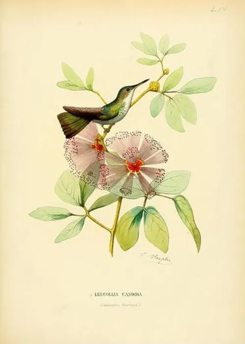 Framed Print : Leucollia candida = Amazilia candida candida[1]